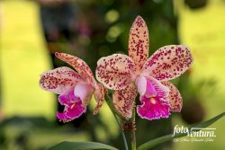 Cattleya Amethystoglossa Inflorescence, in a garden in Bogotá, Colombia.