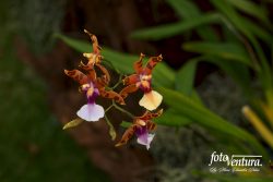 A Miltonia Clowesii, in a garden in Bogotá, Colombia.