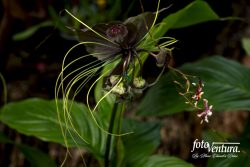 A Tacca chantrieri Inflorescence in the Garden, in Bogotá, Colombia.