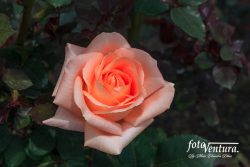 Close-up of pale pink rose blooming in the garden
