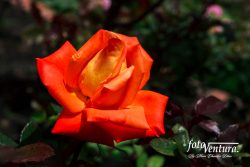 Bogota, Colombia - A Beautiful Orange Coloured Rose Blooming in the Garden.
