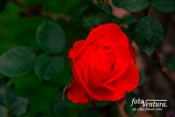 Bogota, Colombia - A Beautiful Red Rose Blooming in the Garden.