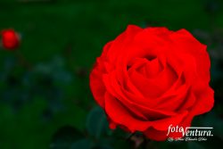 Bogota, Colombia - A Beautiful Orange Coloured Rose Blooming in the Garden.