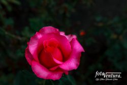 Bogota, Colombia - A Beautiful Pink Coloured Rose Blooming in the Garden.