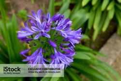 Agapanthus Praecox On The Andes Mountains