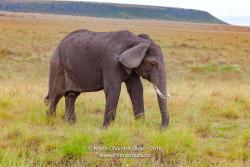 Mara Elephant 2