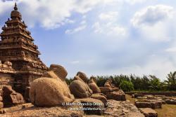 Mahabalipuram, Tamil Nadu, India - Ancient Granite Cows Near the Shore Temple