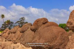 Mahabalipuram, Tamil Nadu, India - Ancient Granite Cows Look Toward the Shore Temple